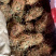 鸡骨草【包邮】各种规格有货可批量可零售量大从优