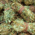 鸡骨草【包邮】各种规格有货可批量可零售量大从优