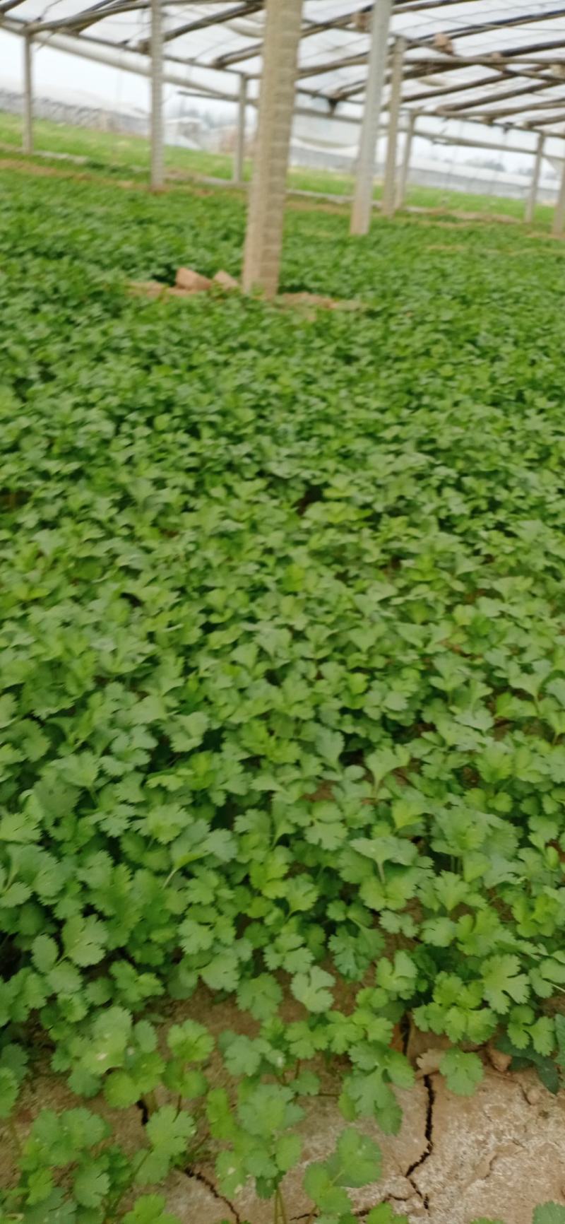 【香菜】河南滑县大叶香菜大量上市现拔现发新鲜脆嫩欢迎采购