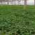 【香菜】河南滑县大叶香菜大量上市现拔现发新鲜脆嫩欢迎采购