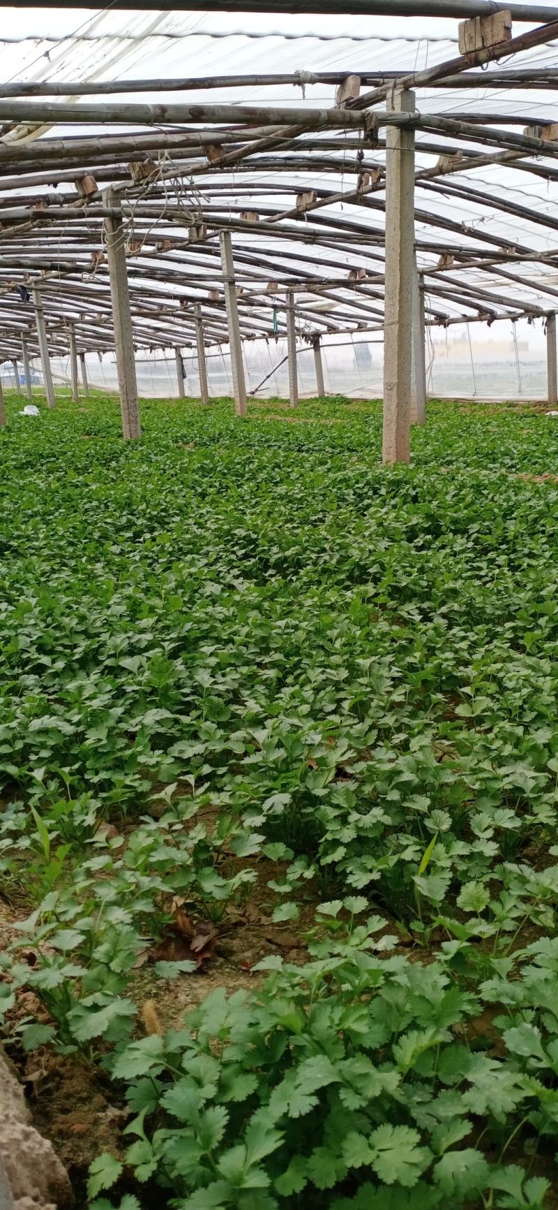 【香菜】河南滑县大叶香菜大量上市现拔现发新鲜脆嫩欢迎采购