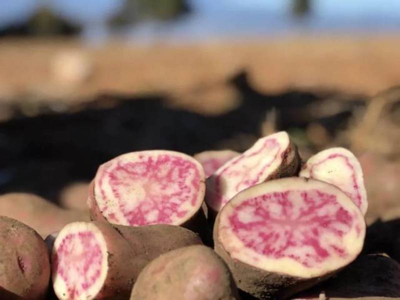 热卖土豆剑川七彩土豆产地直发生态种植品质保证