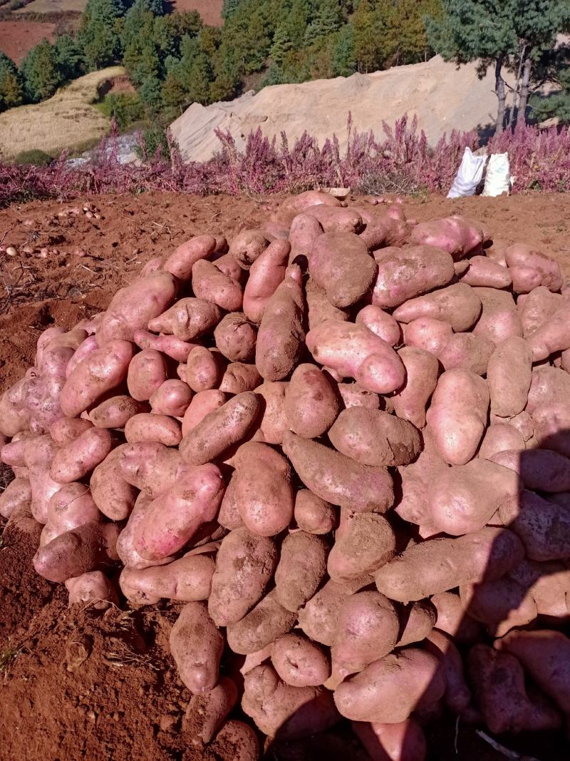 热卖土豆剑川七彩土豆产地直发生态种植品质保证