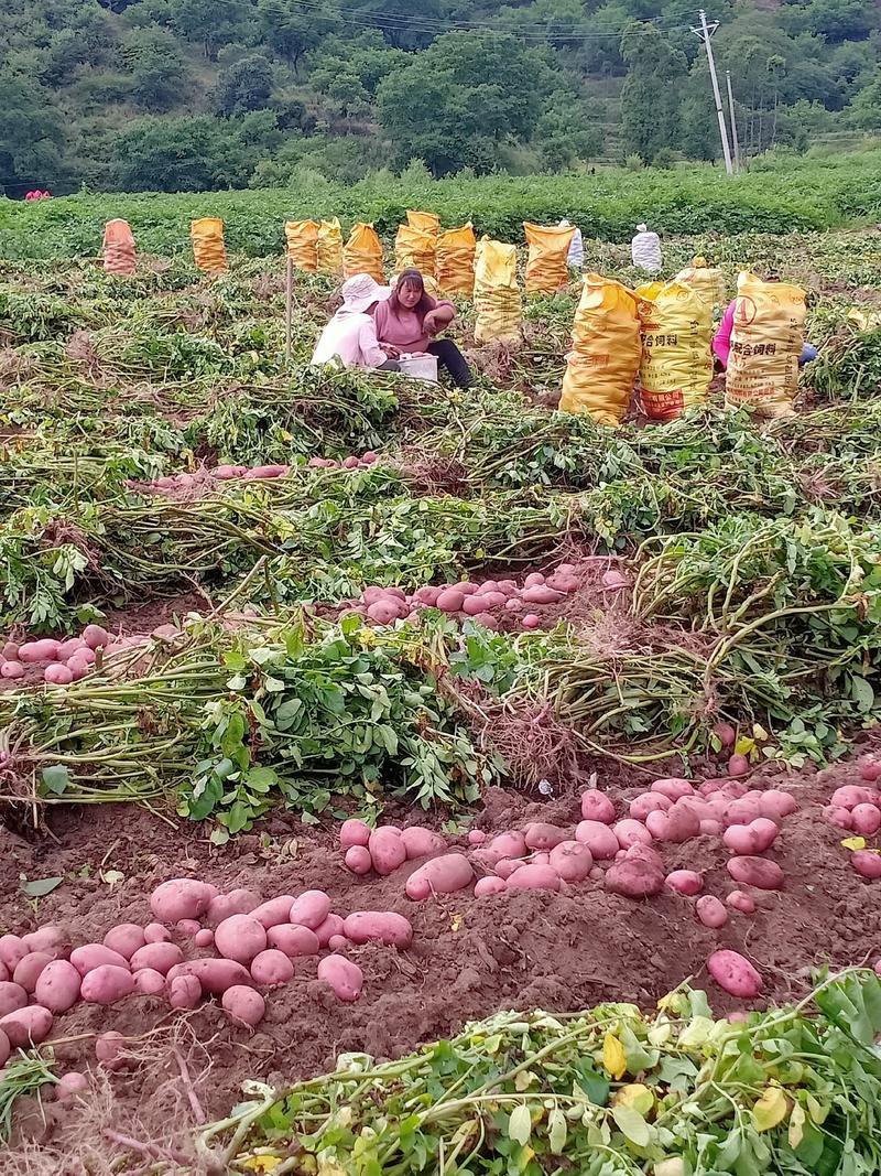 热卖土豆剑川七彩土豆产地直发生态种植品质保证