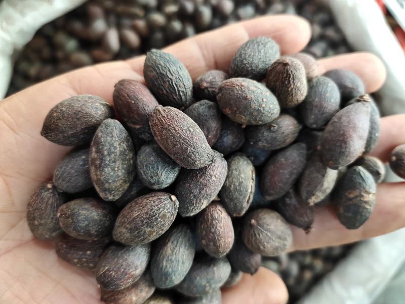 野生葵扇子干货新货葵树子肉质好，货源充足