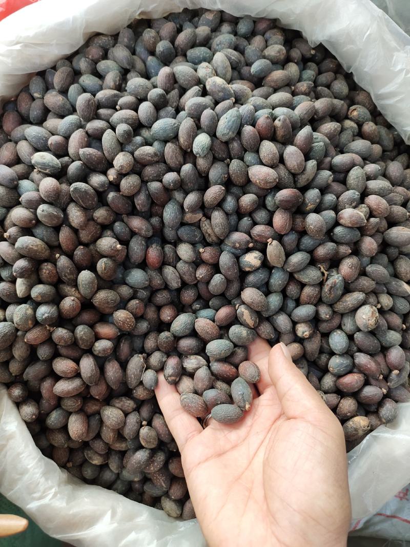 野生葵扇子干货新货葵树子肉质好，货源充足