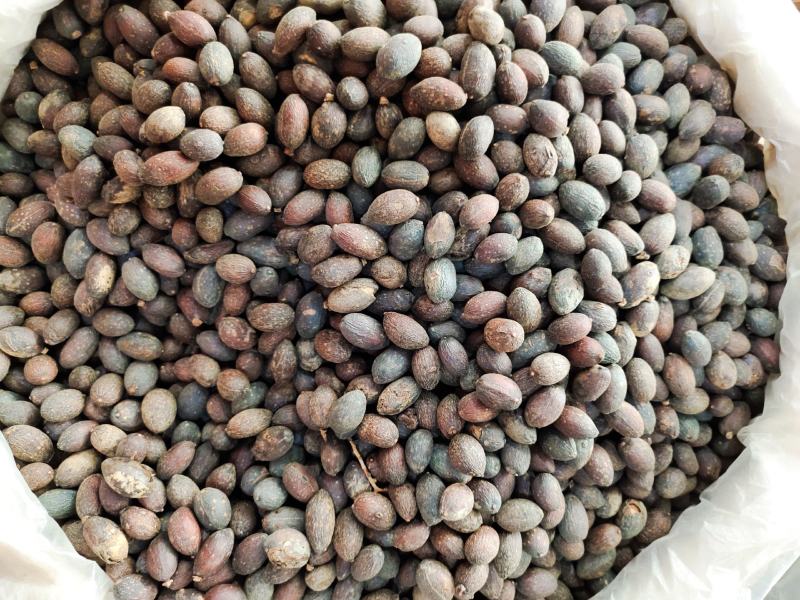 野生葵扇子干货新货葵树子肉质好，货源充足