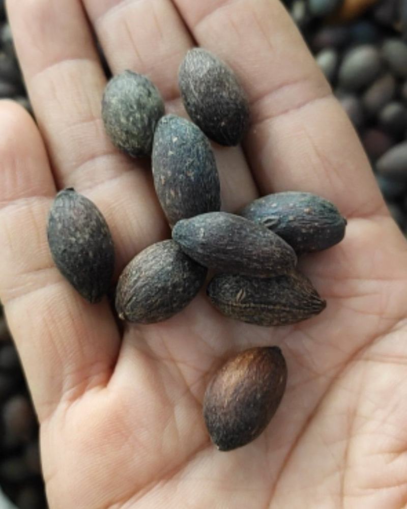 野生葵扇子干货新货葵树子肉质好，货源充足