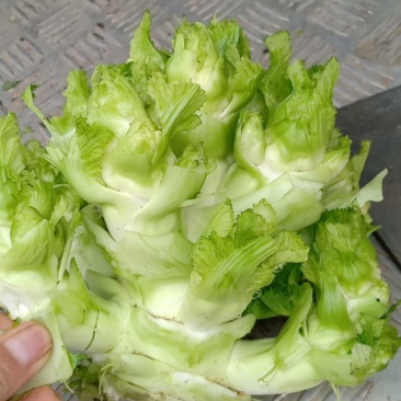 凉山西昌小陈蔬菜批发代买代卖