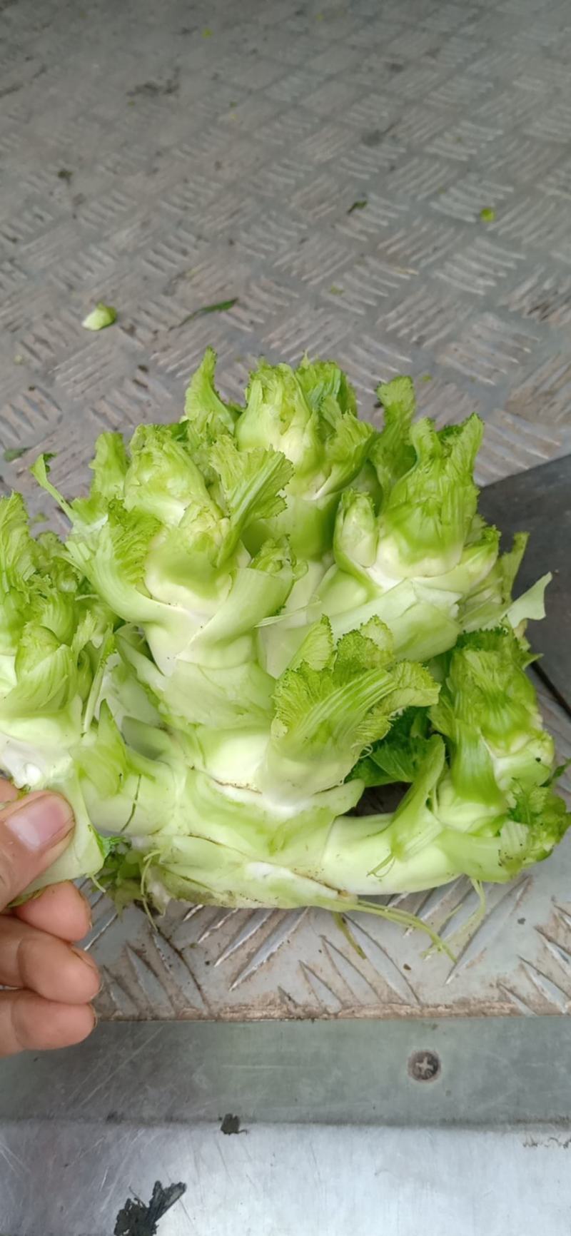 凉山西昌小陈蔬菜批发代买代卖