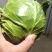 甘蓝类，大量供应散花菜甘蓝等