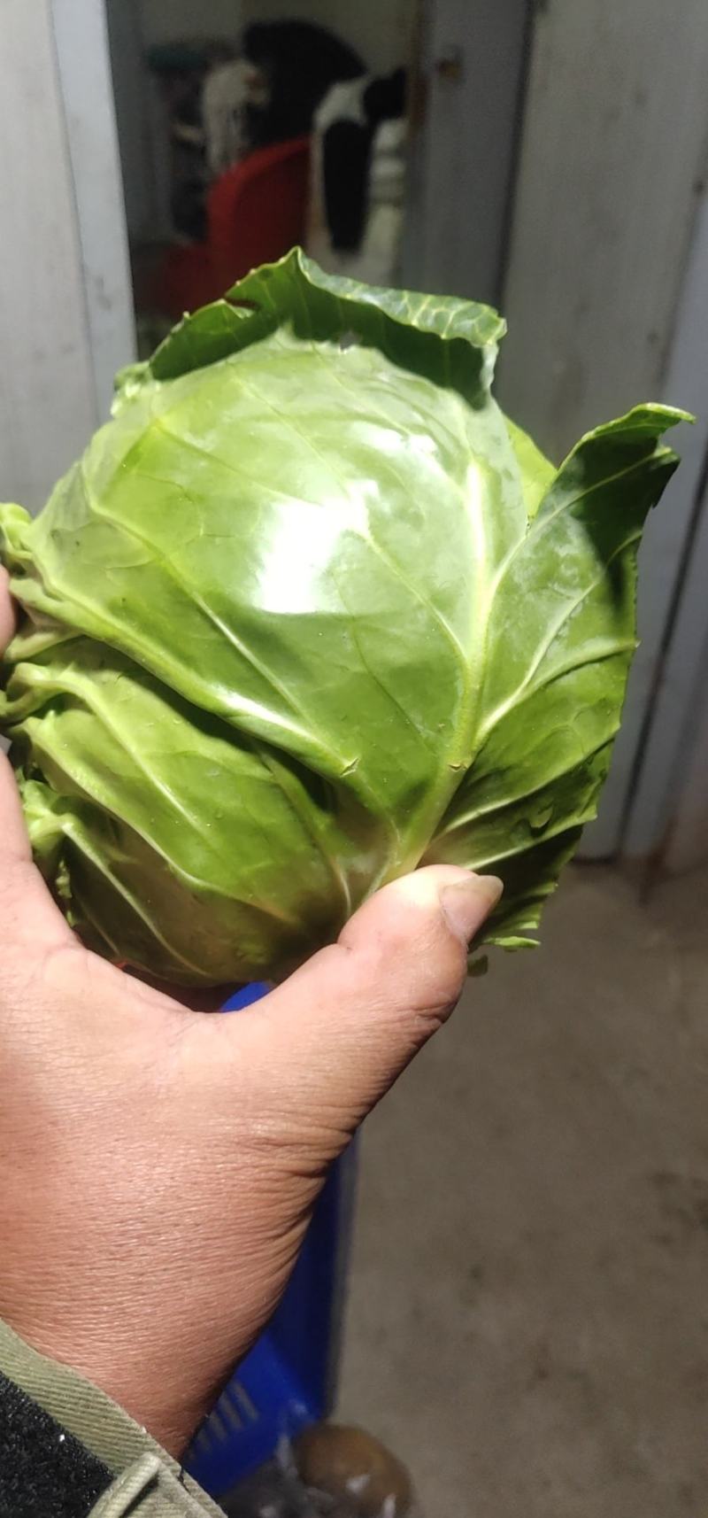 甘蓝类，大量供应散花菜甘蓝等