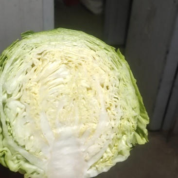 甘蓝类，大量供应散花菜甘蓝等