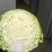 甘蓝类，大量供应散花菜甘蓝等