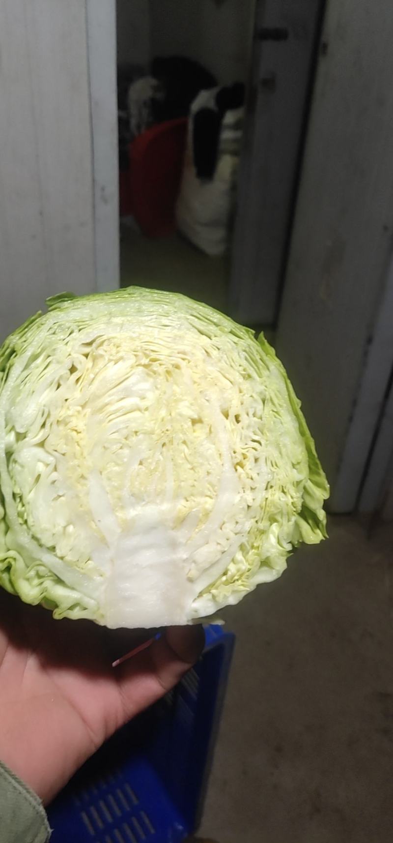 甘蓝类，大量供应散花菜甘蓝等