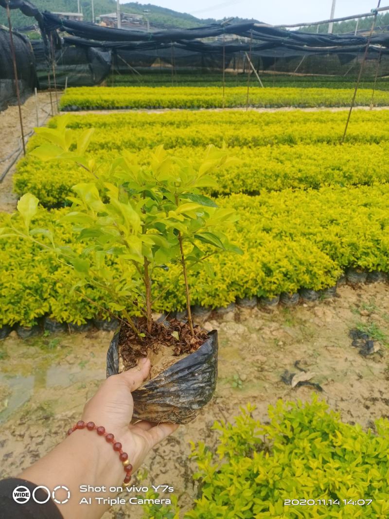 南宁市黄素梅大量有货货源充足