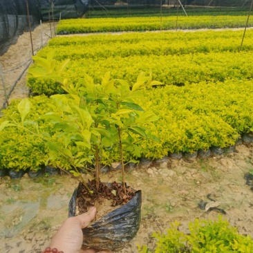 南宁市黄素梅大量有货货源充足