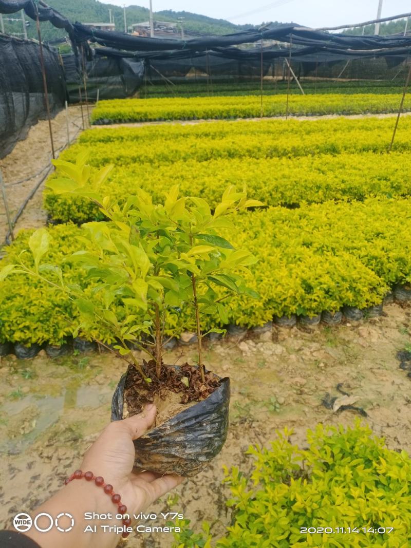 南宁市黄素梅大量有货货源充足