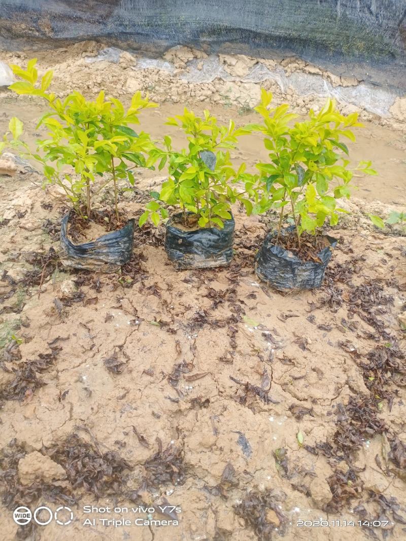 南宁市黄素梅大量有货货源充足