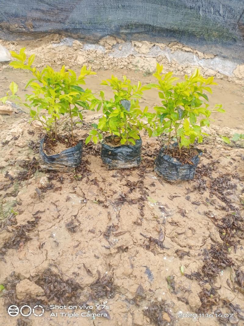 南宁市黄素梅大量有货货源充足