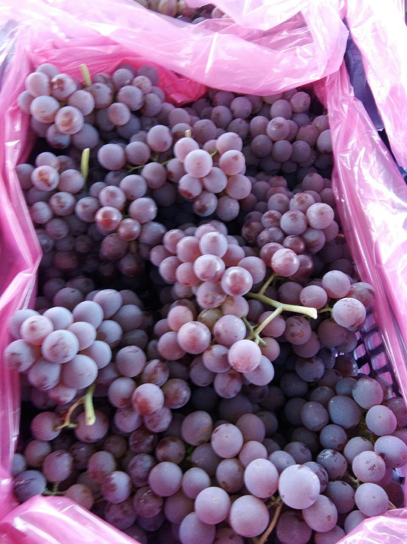 涿鹿龙眼葡萄不同规格包装量大质优供货到年底