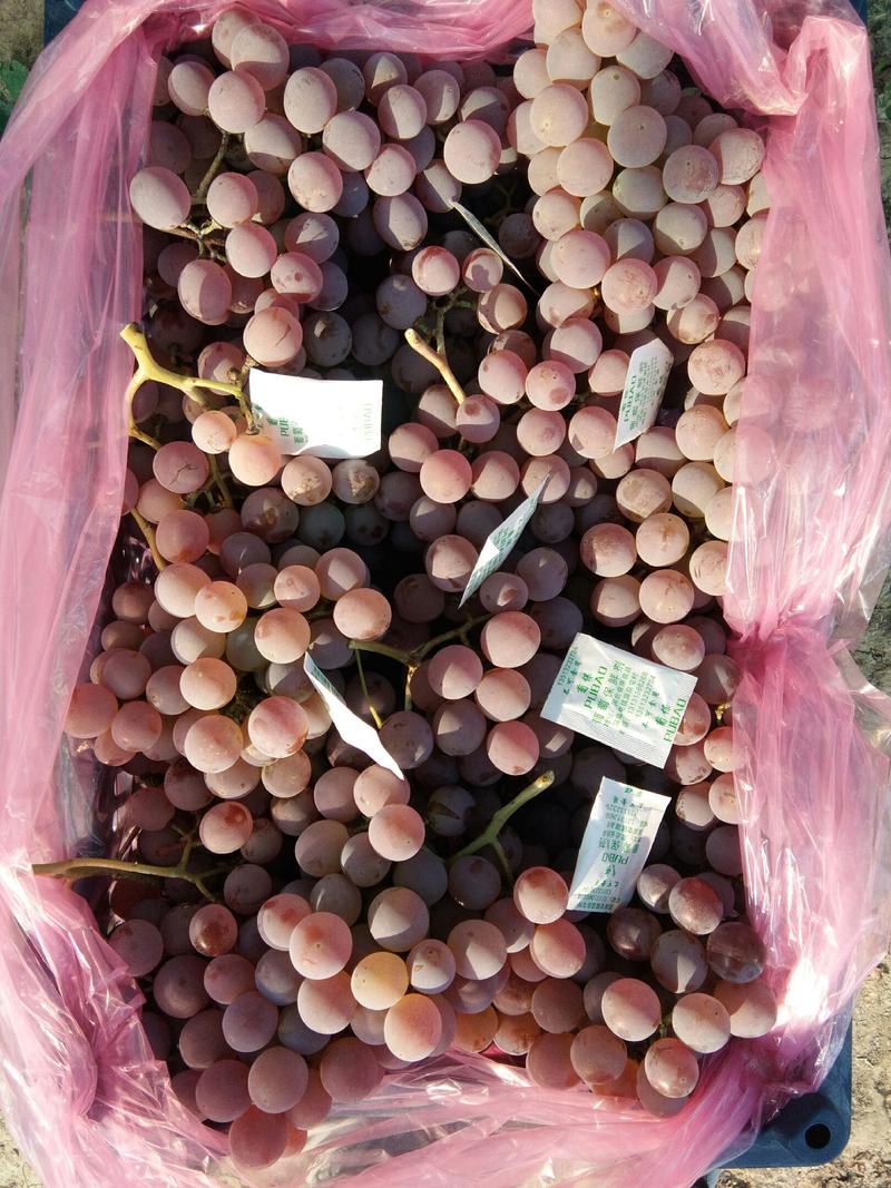 涿鹿龙眼葡萄不同规格包装量大质优供货到年底