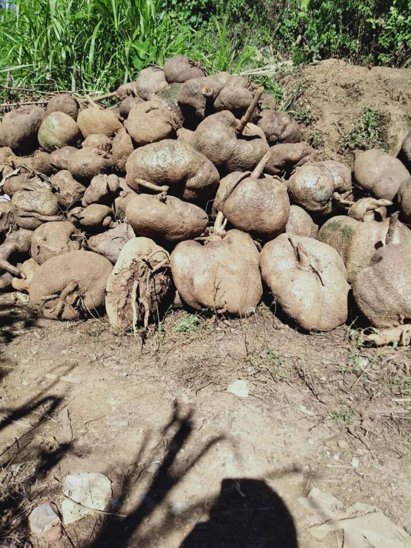出售大量野生绿腾山乌龟