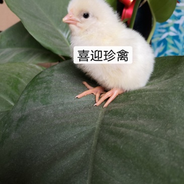 海兰灰多蛋鸡苗,年产300-320个蛋,出厂包打疫苗