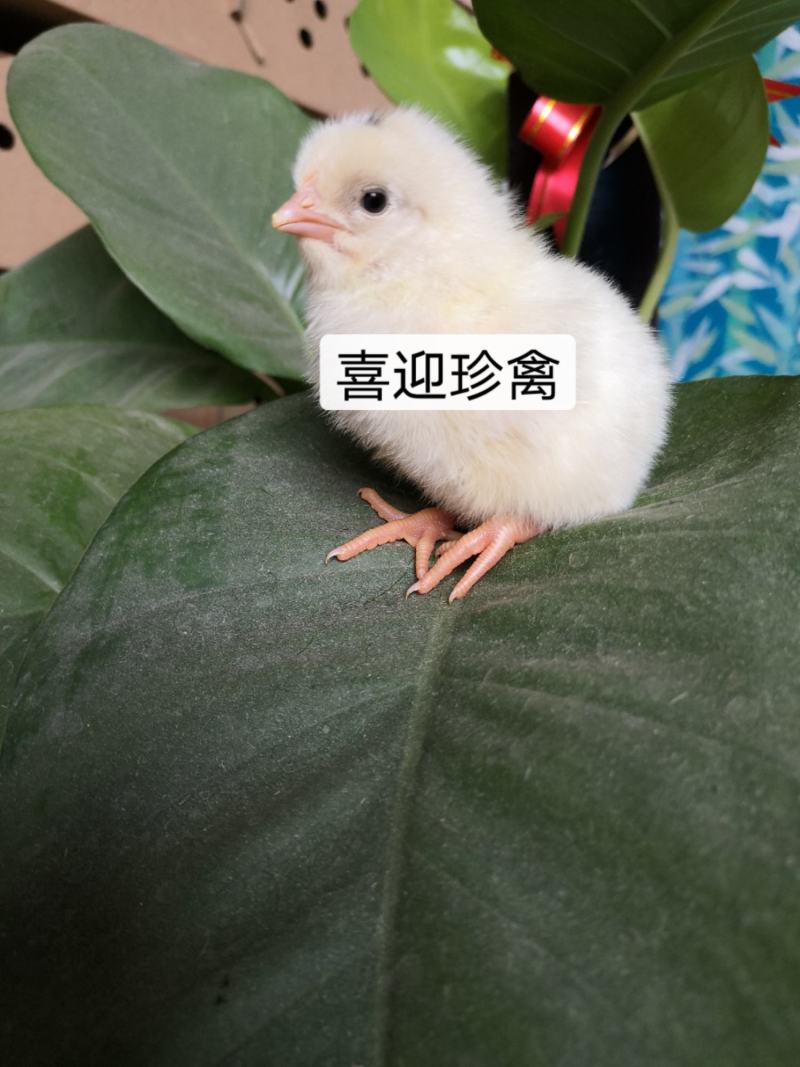 海兰灰多蛋鸡苗，年产300-320个蛋，出厂包打疫苗