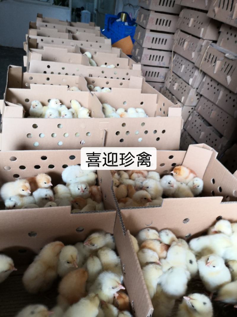 海兰灰多蛋鸡苗，年产300-320个蛋，出厂包打疫苗