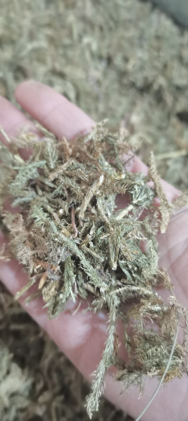 伸筋草舒筋草狮尾草泡茶泡脚各种草药中药材