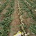 心里美红心萝卜大量供应，水洗分拣打包一条龙服务