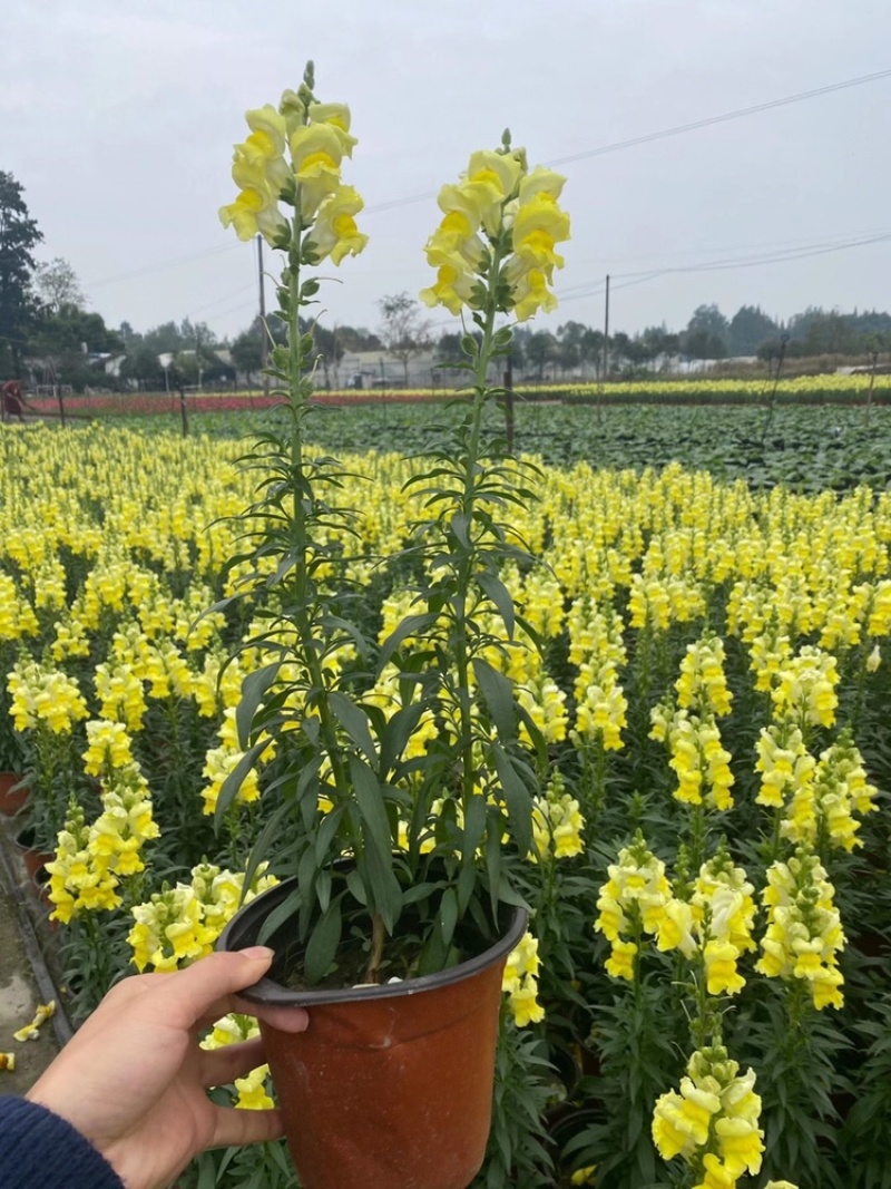 金鱼草成都金鱼草基地四川金鱼草直销金鱼草杯苗