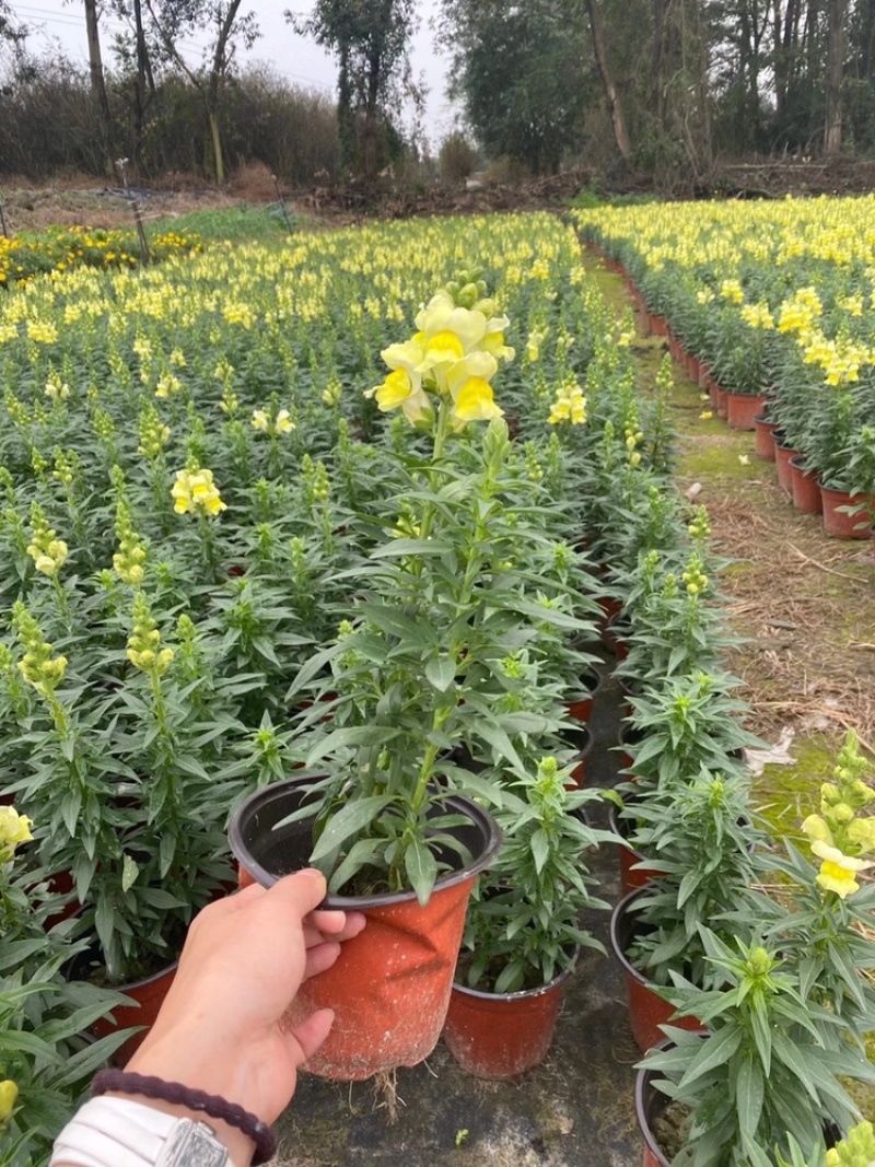 金鱼草成都金鱼草基地四川金鱼草直销金鱼草杯苗