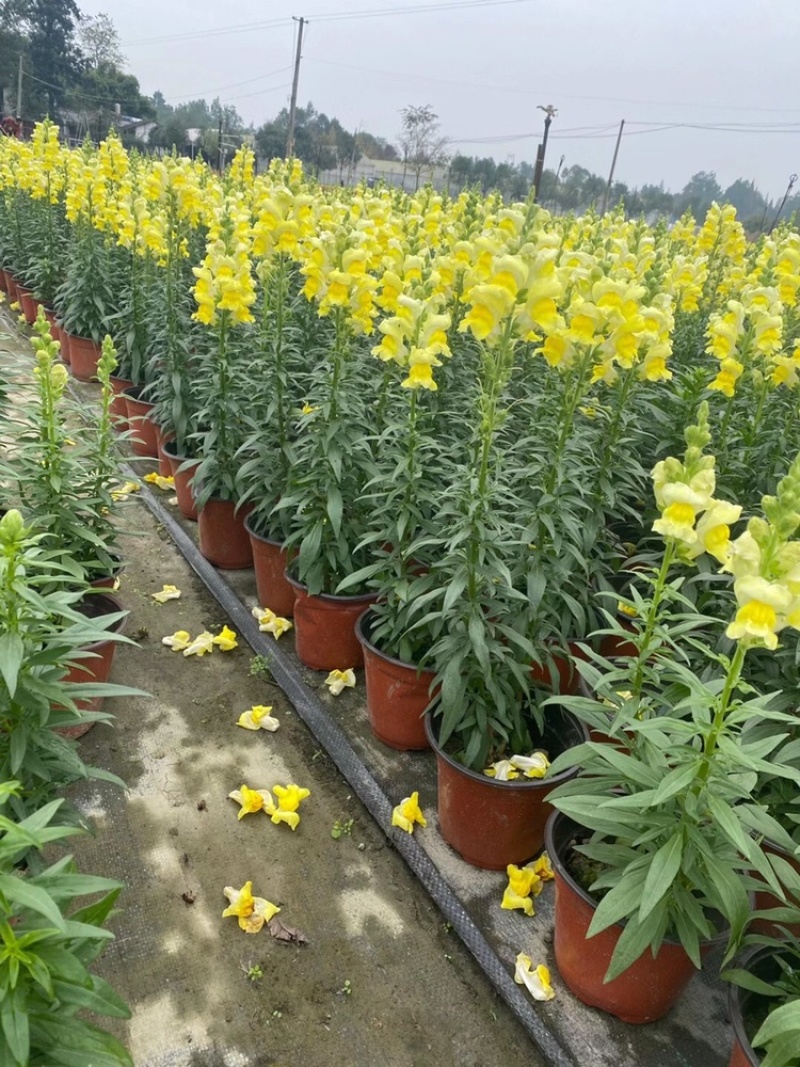 金鱼草成都金鱼草基地四川金鱼草直销金鱼草杯苗
