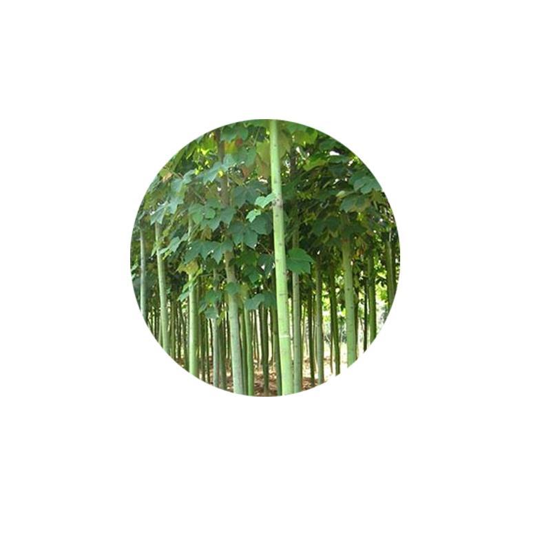 2020新采林木树种青桐种子青铜树青皮梧桐行道树种法国梧