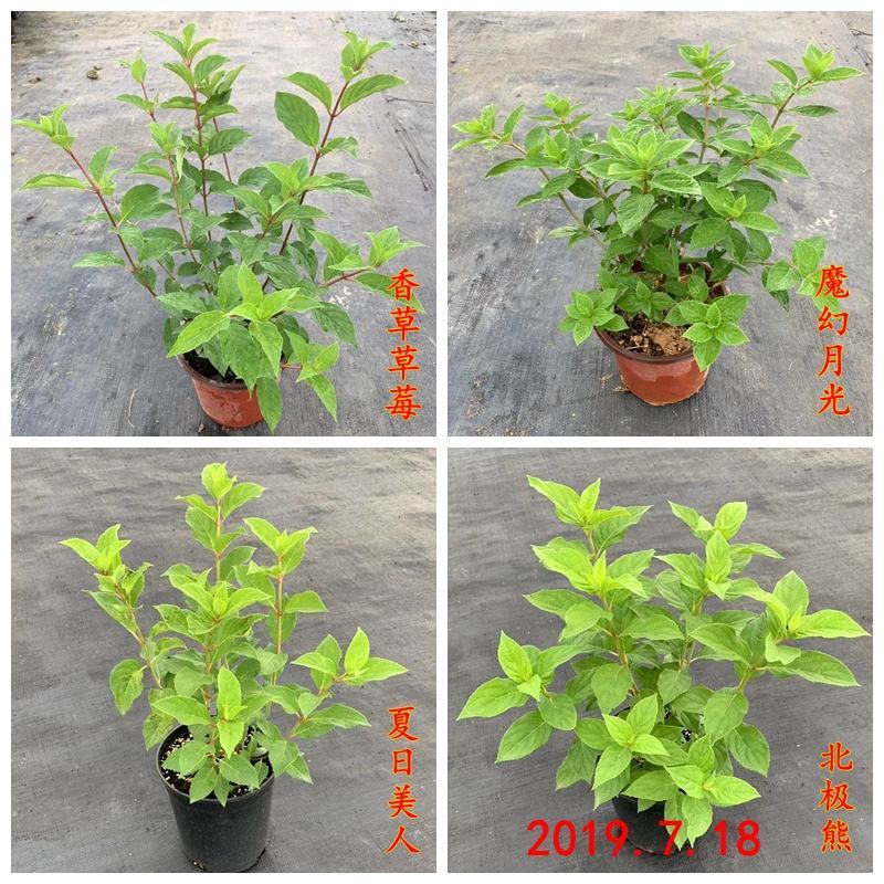 圆锥绣球大花耐热耐寒庭院植物盆栽地栽香草草莓石灰灯白玉花