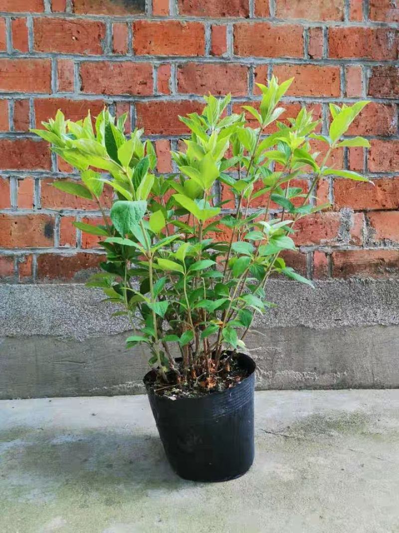 圆锥绣球大花耐热耐寒庭院植物盆栽地栽香草草莓石灰灯白玉花