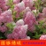 圆锥绣球大花耐热耐寒庭院植物盆栽地栽香草草莓石灰灯白玉花