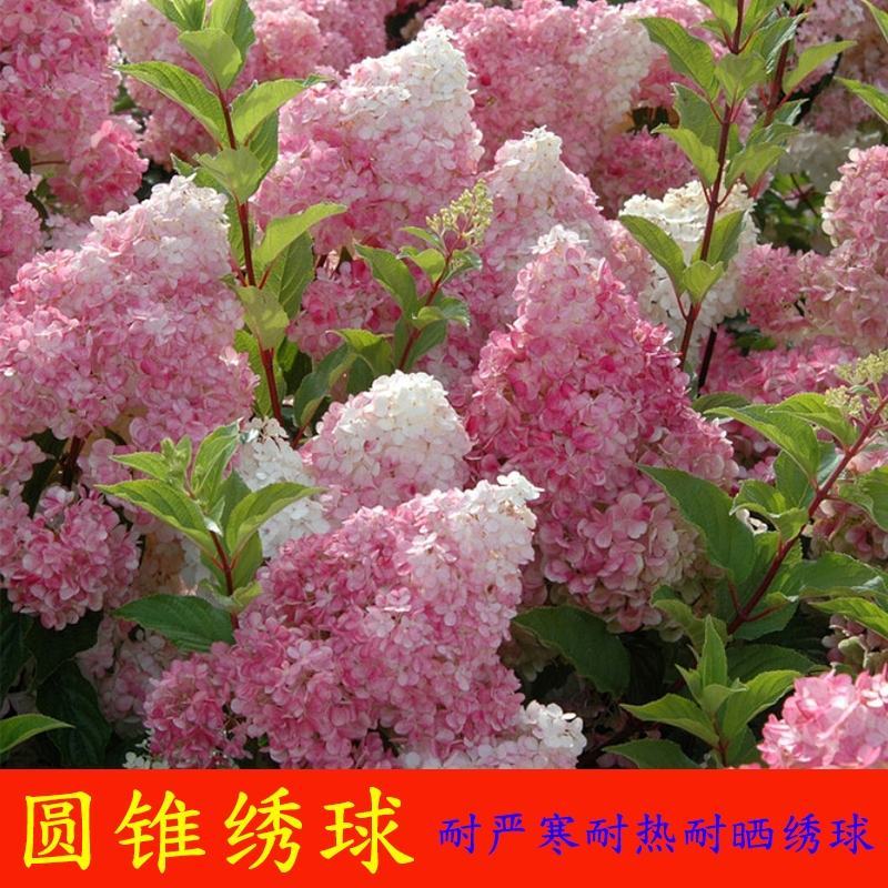 圆锥绣球大花耐热耐寒庭院植物盆栽地栽香草草莓石灰灯白玉花
