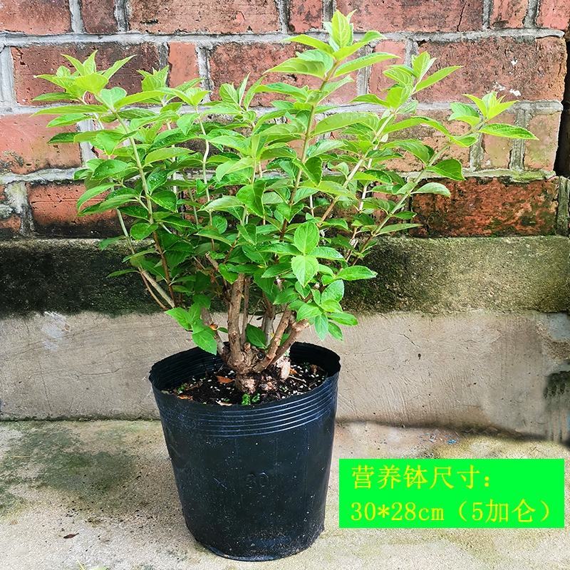 圆锥绣球大花耐热耐寒庭院植物盆栽地栽香草草莓石灰灯白玉花