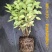圆锥绣球大花耐热耐寒庭院植物盆栽地栽香草草莓石灰灯白玉花
