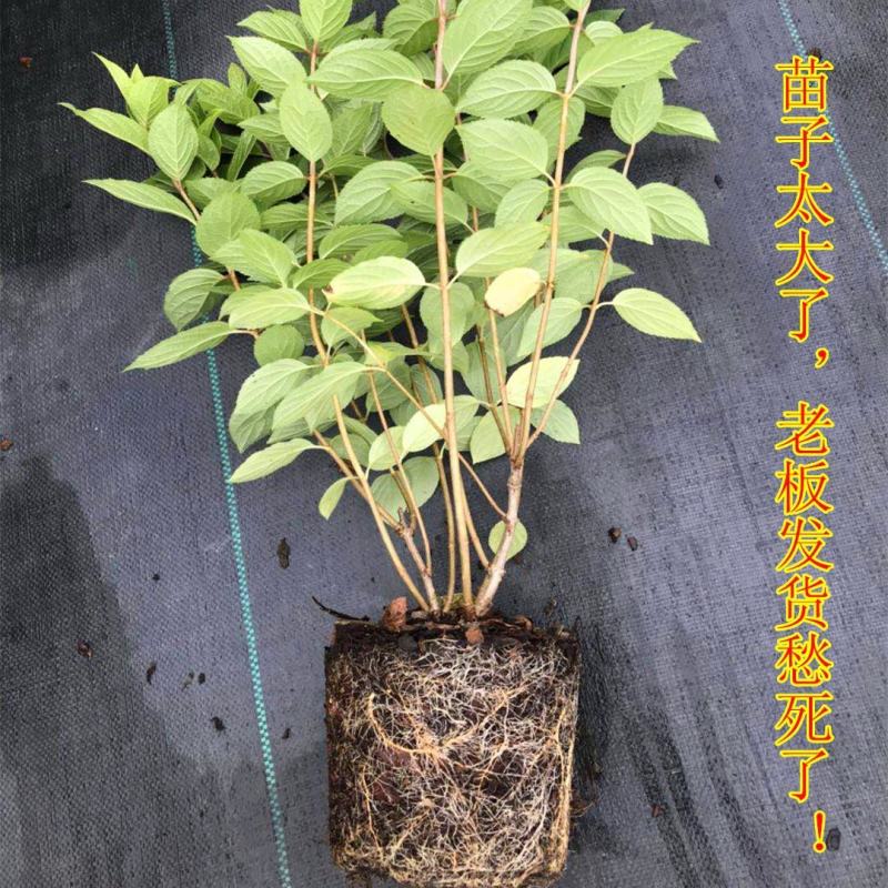 圆锥绣球大花耐热耐寒庭院植物盆栽地栽香草草莓石灰灯白玉花