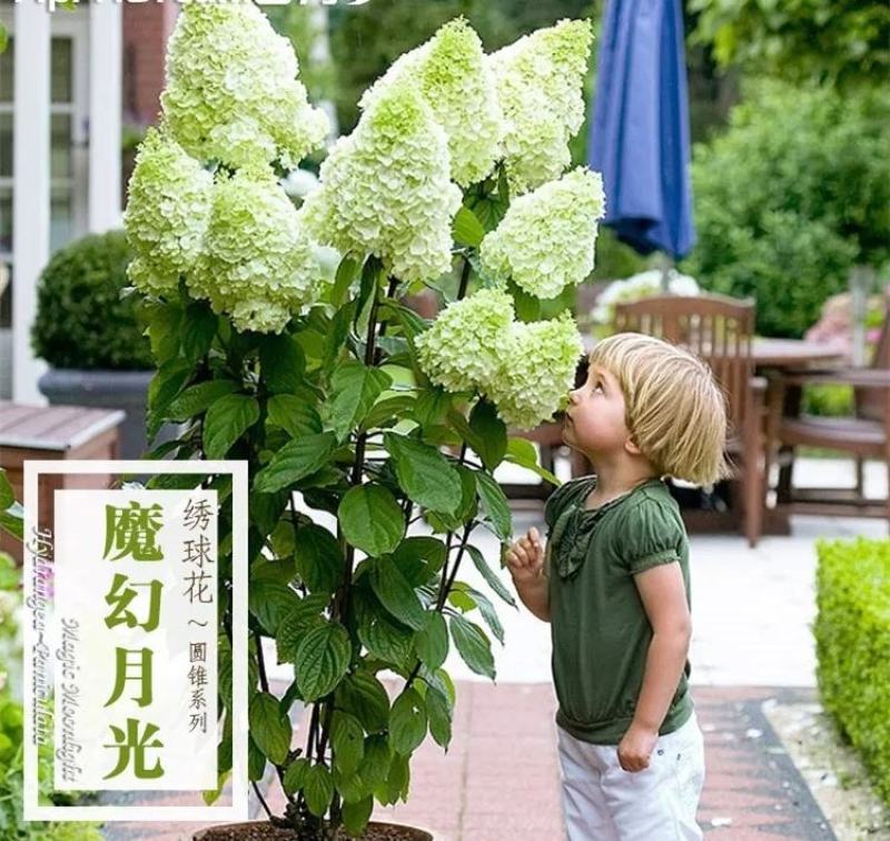 圆锥绣球大花耐热耐寒庭院植物盆栽地栽香草草莓石灰灯白玉花