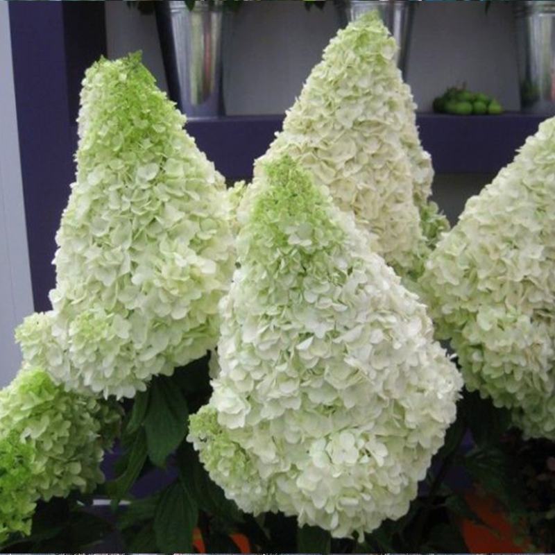 圆锥绣球大花耐热耐寒庭院植物盆栽地栽香草草莓石灰灯白玉花