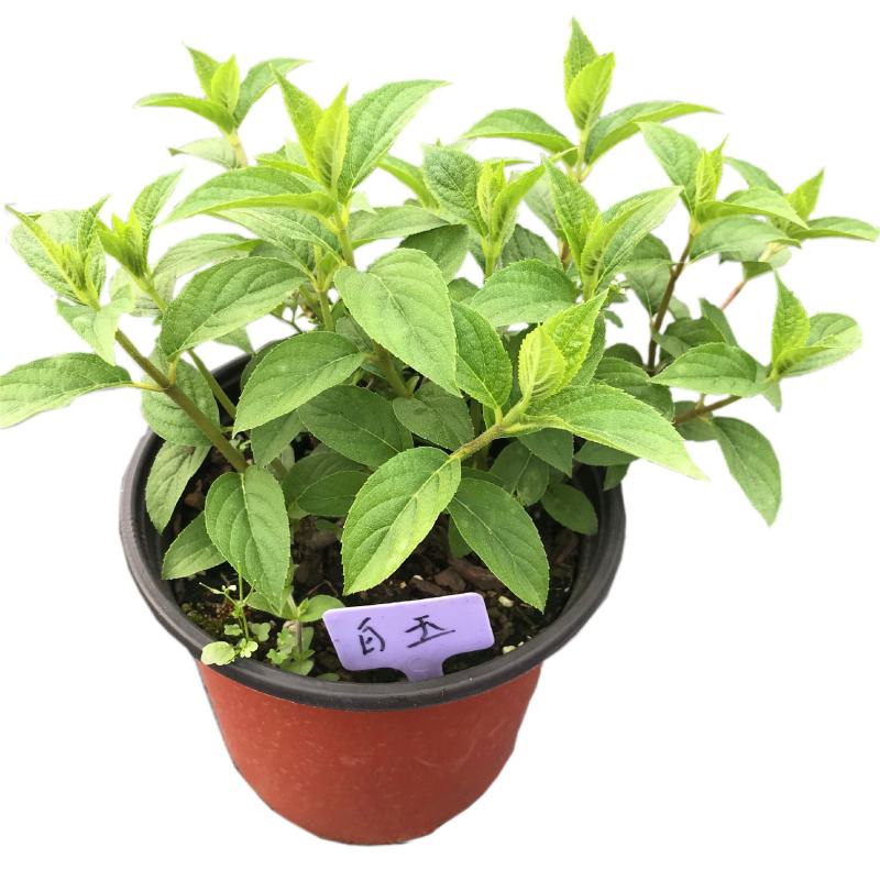 圆锥绣球大花耐热耐寒庭院植物盆栽地栽香草草莓石灰灯白玉花