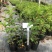 圆锥绣球大花耐热耐寒庭院植物盆栽地栽香草草莓石灰灯白玉花