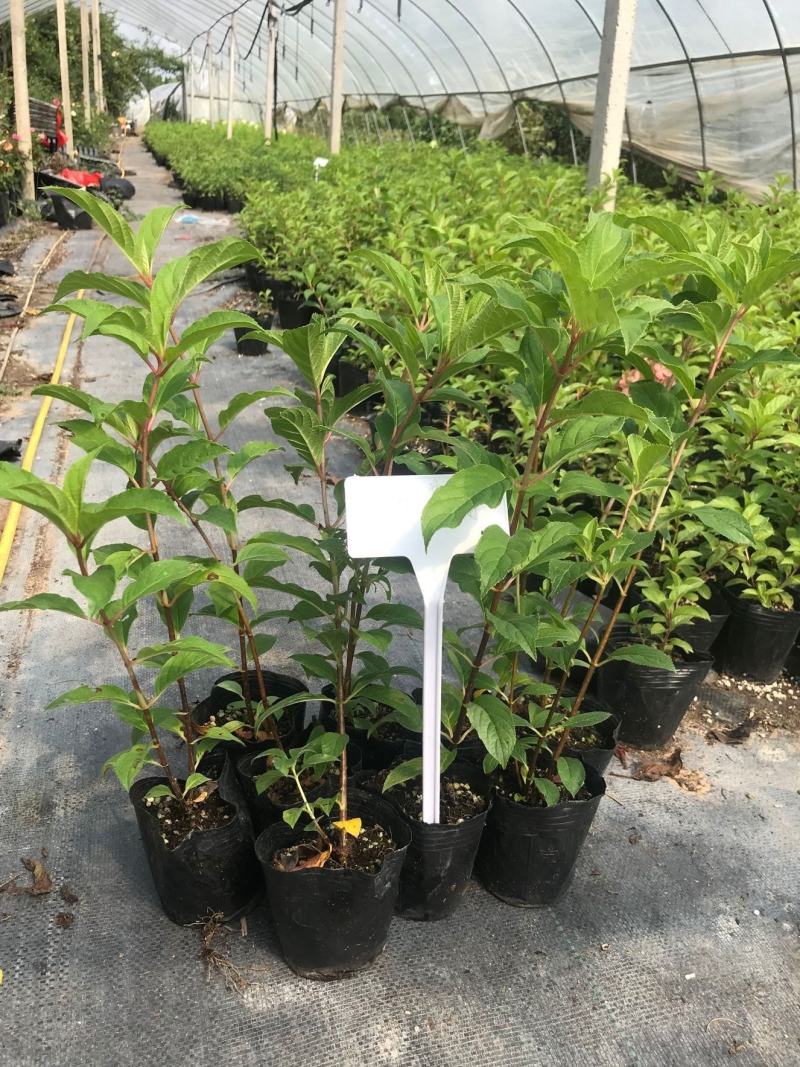 圆锥绣球大花耐热耐寒庭院植物盆栽地栽香草草莓石灰灯白玉花