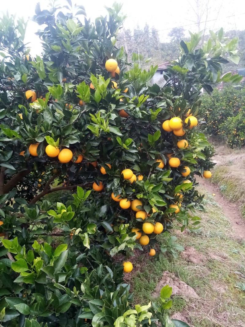 麻阳冰糖橙果园直供现摘现发品质有保证可发全国
