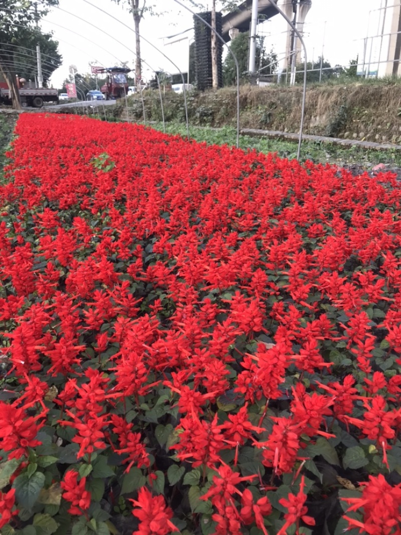 一串红成都一串红基地直销四川一串红基地直销